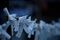 Omikuji blau.jpg
