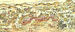 Itsukushima 1720.jpg